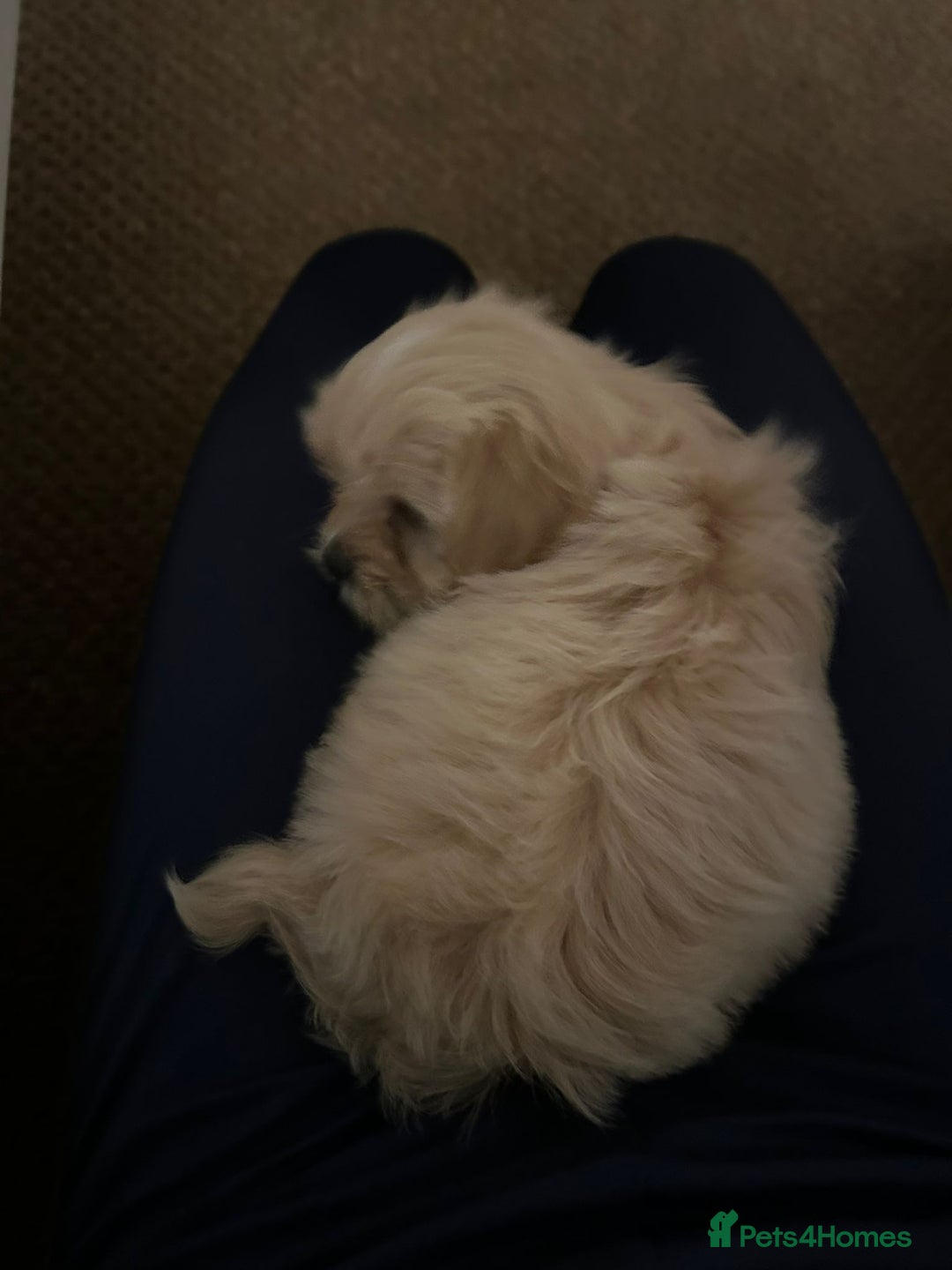 Lhasapoo dogs for sale: Lhasapoo for sale  - Advert 9