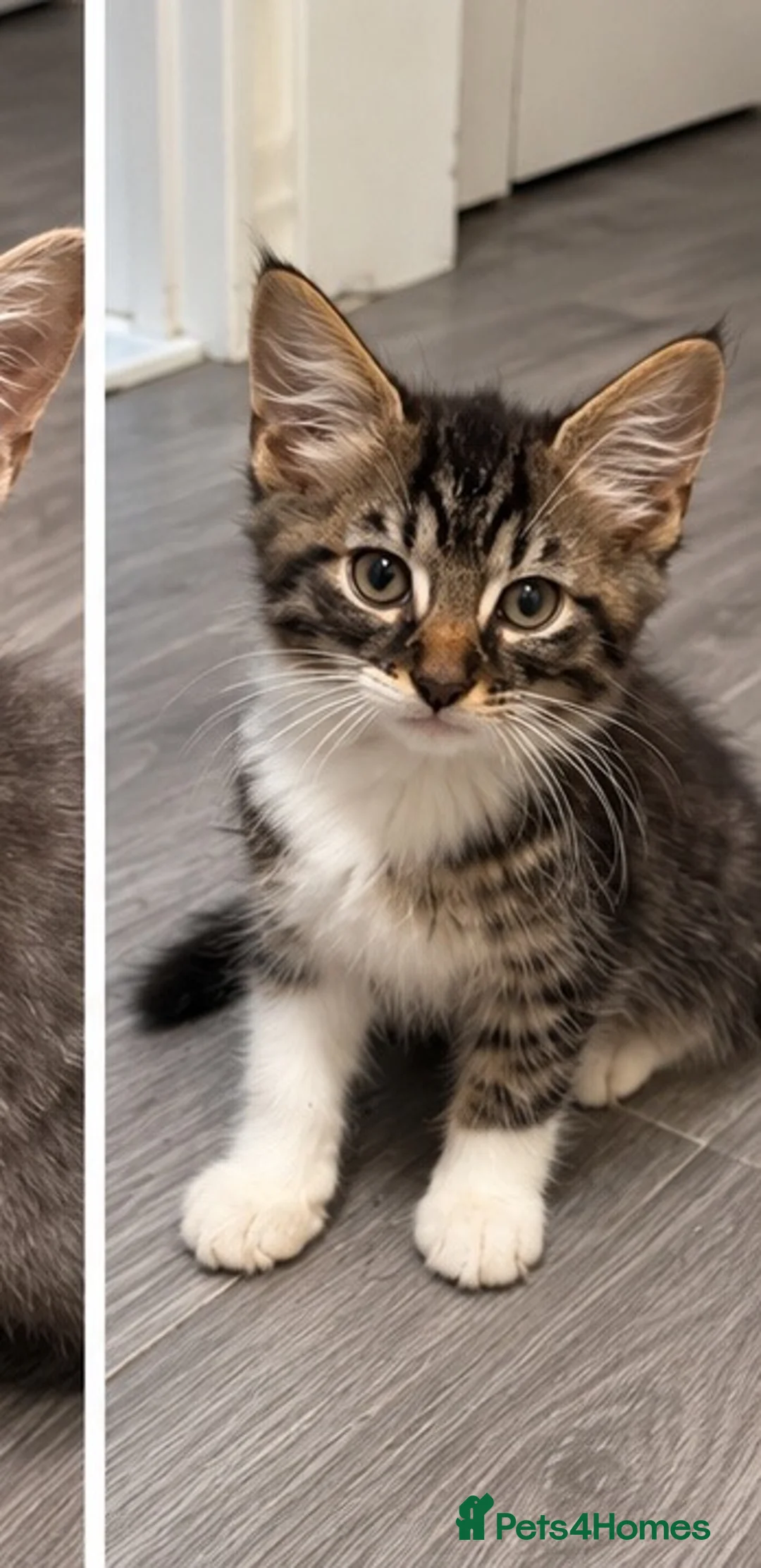 Mixed Breed cats for sale: 3 Beautiful Kittens Looking for Loving Homes - Advert 2