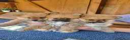Pomeranian dogs for sale: Pomeranian Puppies in Hayes - Advert 3