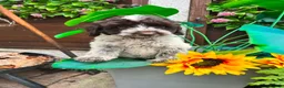 Cockapoo dogs for sale: Beautiful litter of cockapoos available to leave  - Advert 3