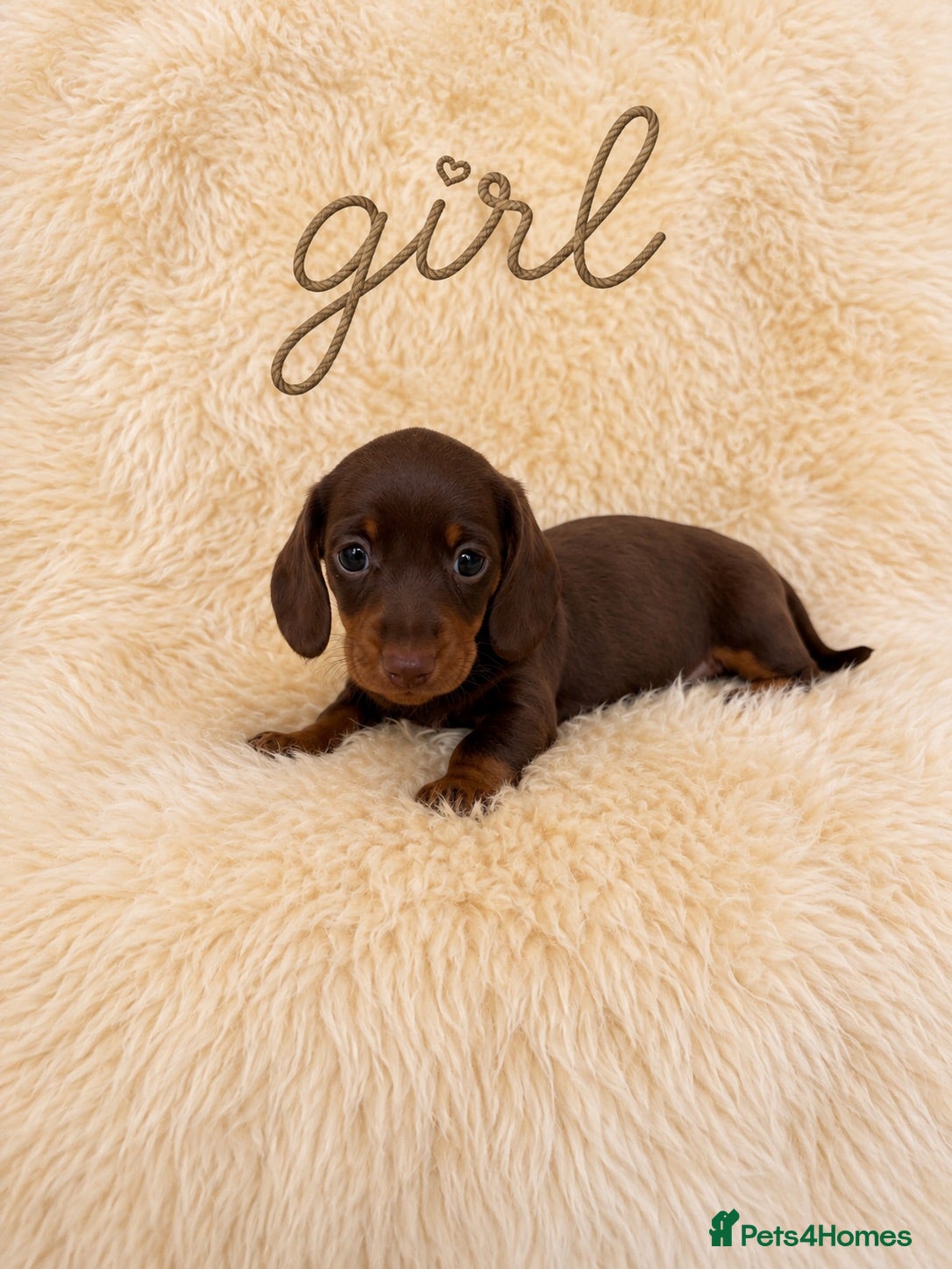 Miniature Dachshund dogs OUTSTANDING MINI SMOOTH DACHSHUND PUPPIES  - Advert 2