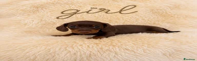 Miniature Dachshund 3