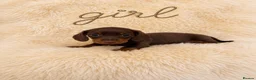 Miniature Dachshund dogs for sale: OUTSTANDING MINI SMOOTH DACHSHUND PUPPIES  - Advert 2