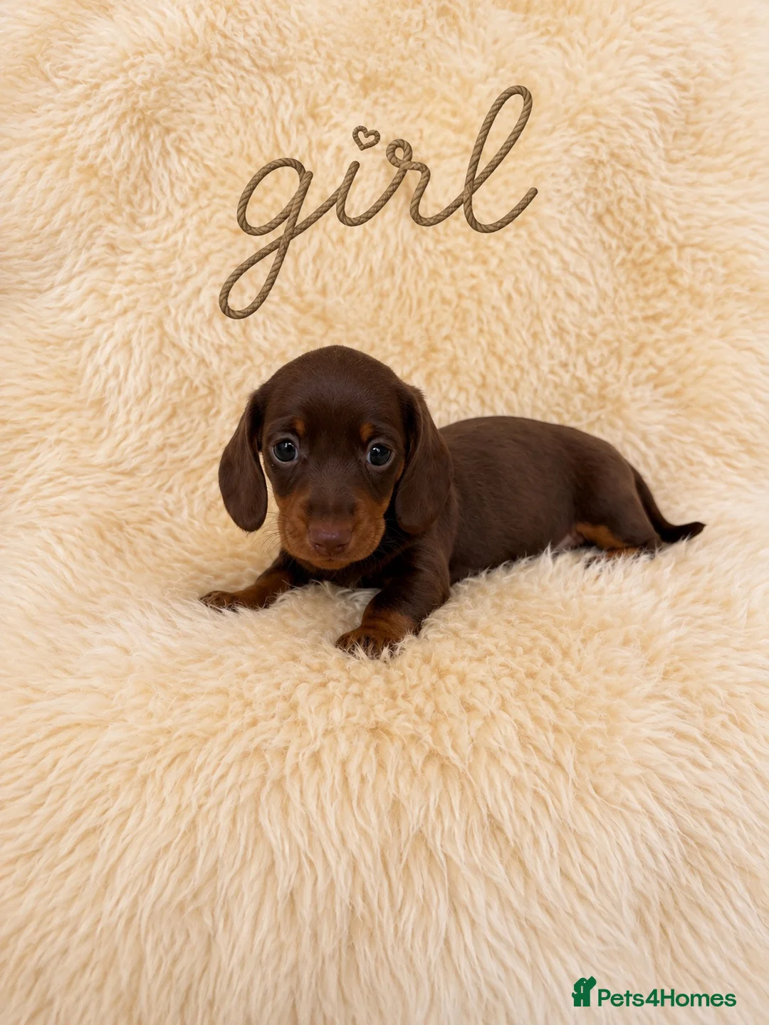 Miniature Dachshund dogs for sale: OUTSTANDING MINI SMOOTH DACHSHUND PUPPIES  - Advert 2