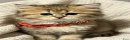 British Longhair cats for sale: 5 British longhairs for sale in London - Advert 13