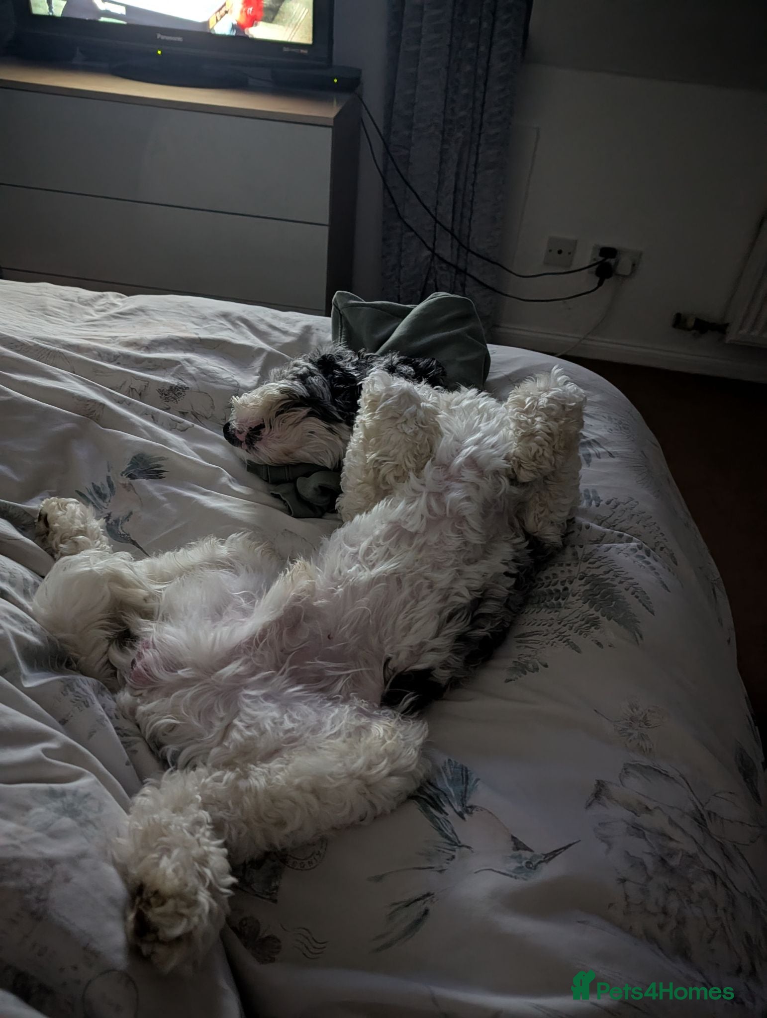 Cockapoo dogs Monty  - Advert 1