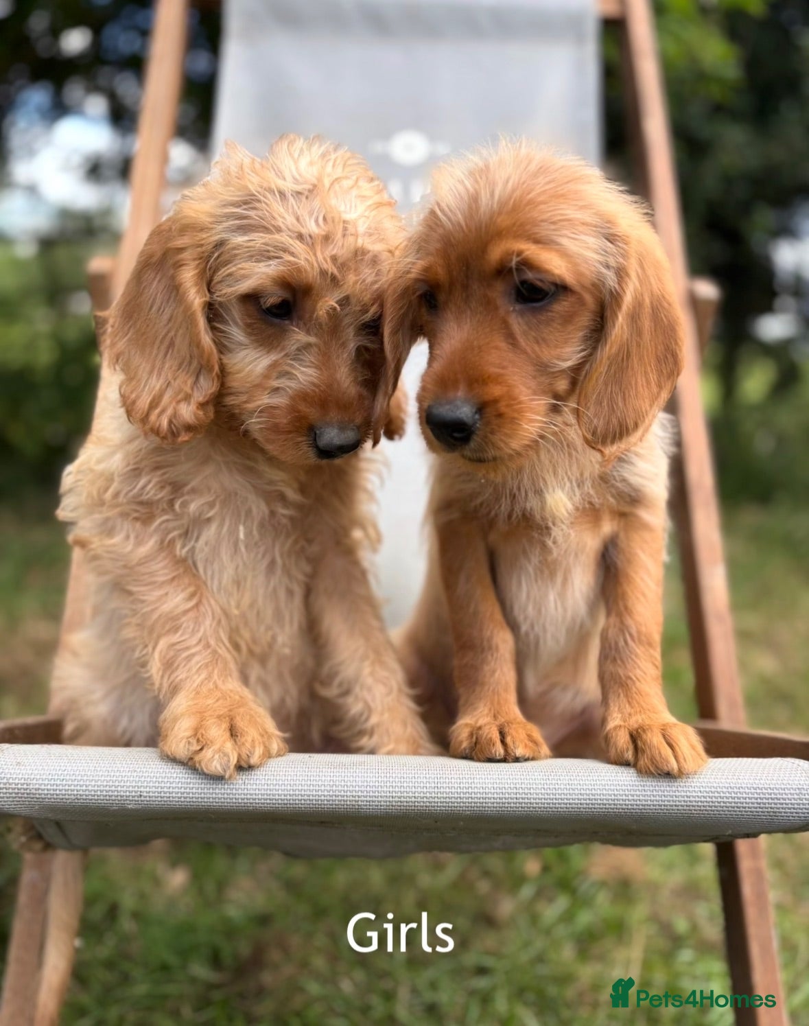 Labradoodle dogs Mini Labradoodle Puppies  - Advert 1