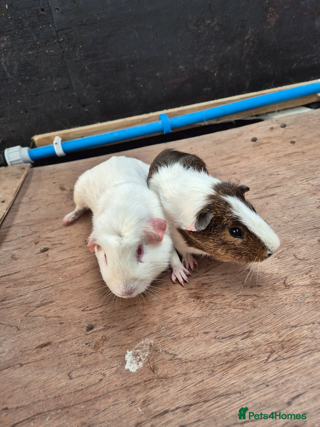 Guinea Pig rodents for sale: Guinea Piggies looking for new homes - Advert 1