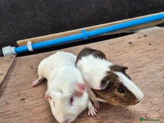 Guinea Pig rodents Guinea Piggies looking for new homes - Advert 18