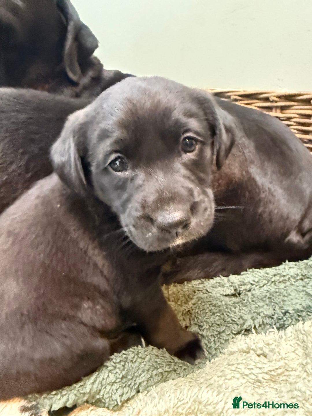 Mixed Breed dogs for sale: Labrador cross collie - Advert 8