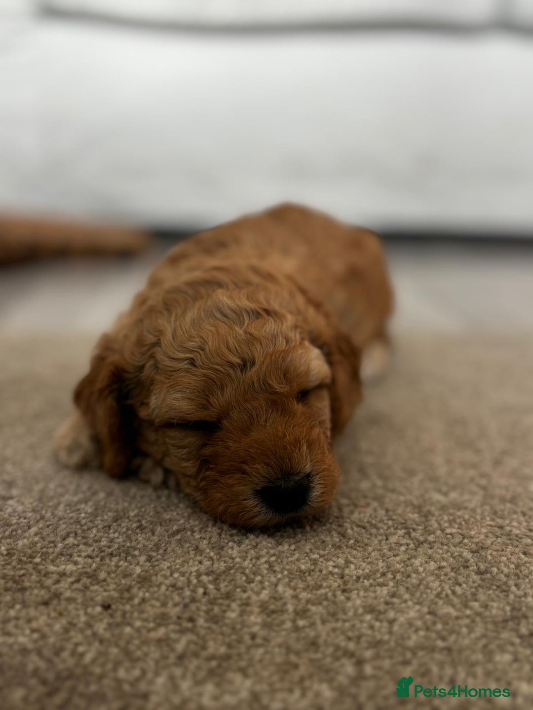 Cockapoo dogs for sale: Beautiful Cockapoo F2 puppies  - Image 10