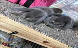 Mini Lop rabbits for sale: Multiple Litters of BRC rung baby Minilops  - Advert 4