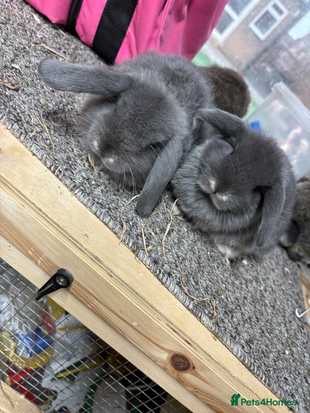 Mini Lop rabbits for sale: Multiple Litters of BRC rung baby Minilops  - Advert 4