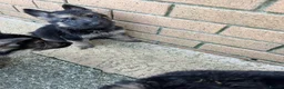 German Shepherd dogs for sale: Big beautiful German Shepherd Puppies  - Advert 13