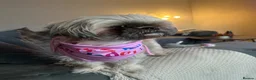 Shih Tzu dogs for sale: 2 girls 1 boy available - Advert 12
