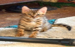 Bengal cats for sale: Registered bengal kittens - Image 8