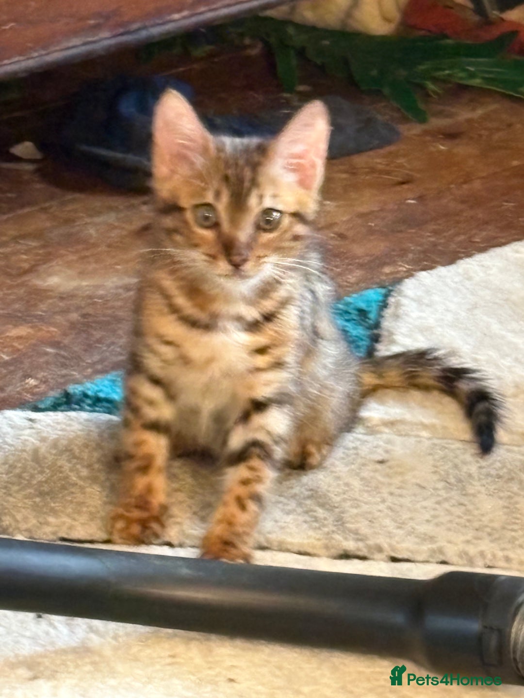 Bengal cats for sale: Registered bengal kittens - Image 8