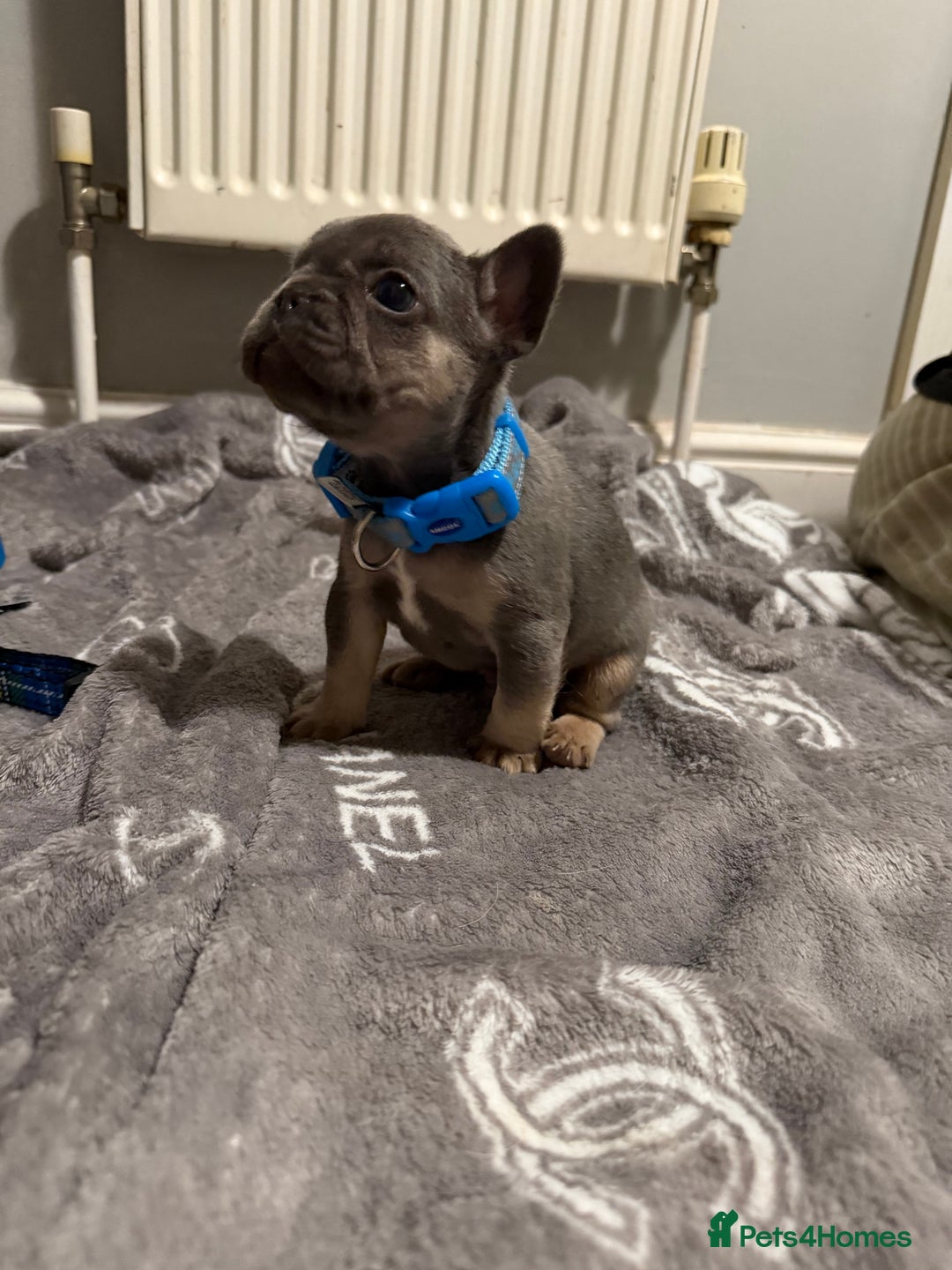 French Bulldog dogs for sale: French bulldog - Advert 36