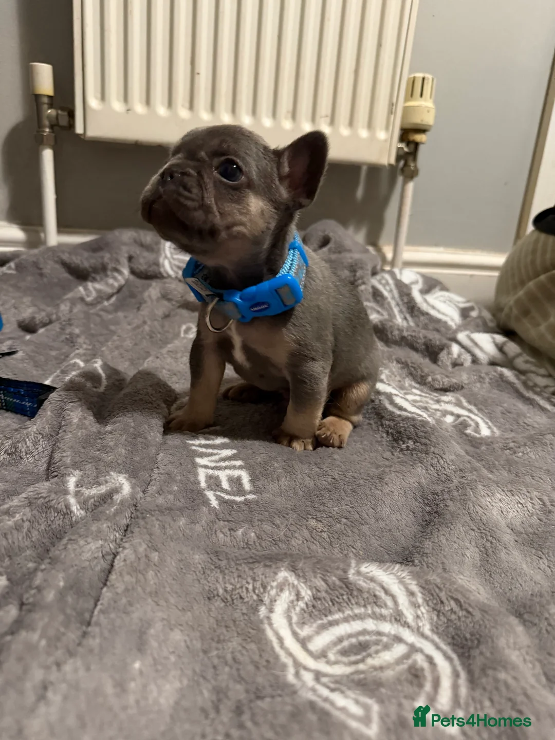 French Bulldog dogs for sale: French bulldogs  - Advert 33