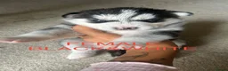 Siberian Husky dogs for sale: PURE SIBERIAN HUSKY PUPS - Advert 25