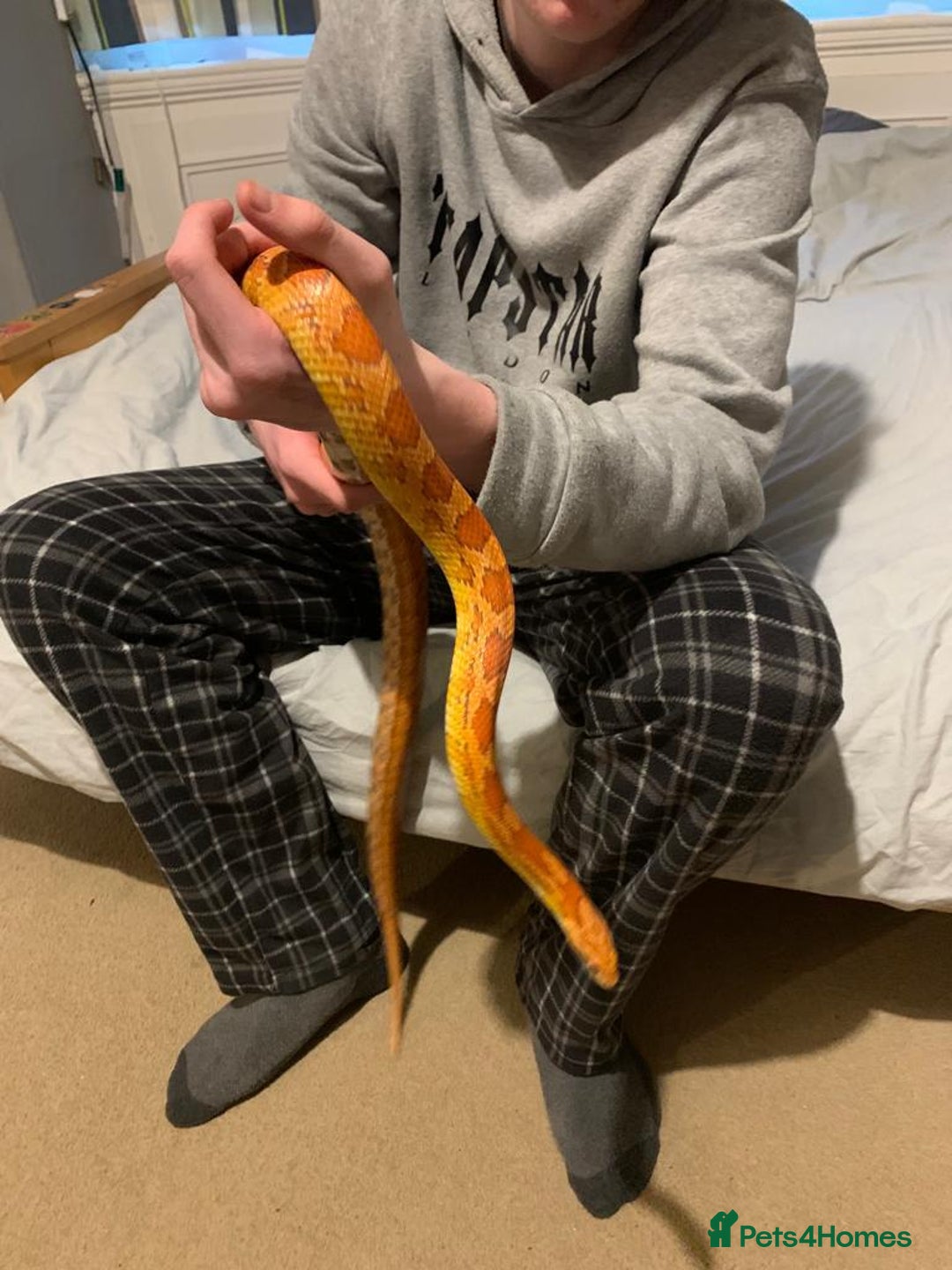 Corn Snake reptiles for sale: Lava corn snake + full set up  - Image 5