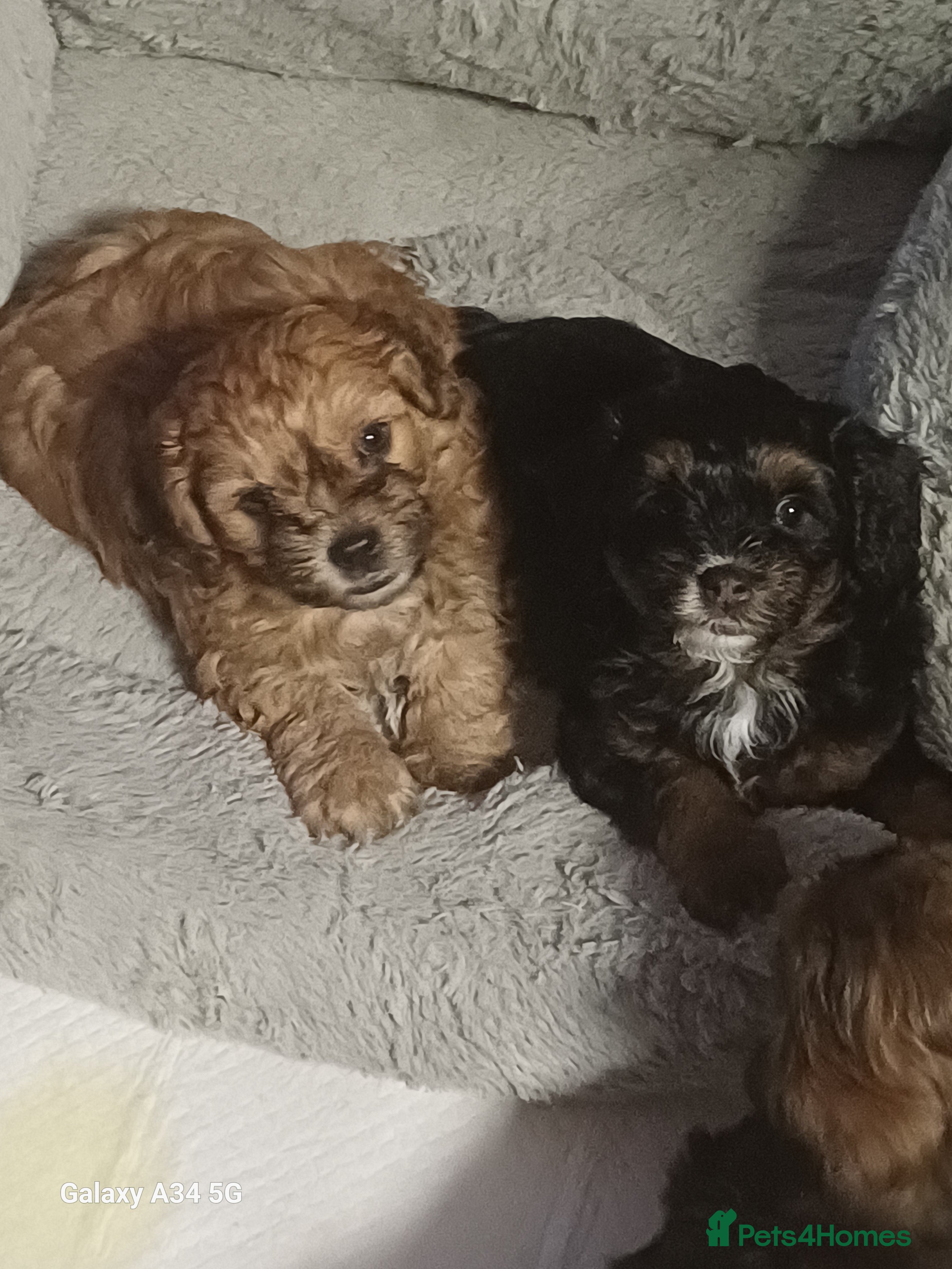 Maltipoo dogs Maltipoo puppies - Advert 3