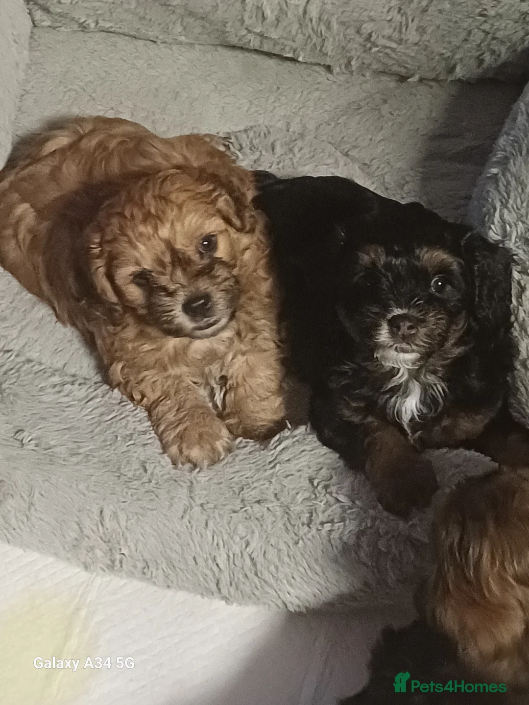 Maltipoo dogs for sale: Maltipoo puppies - Advert 1