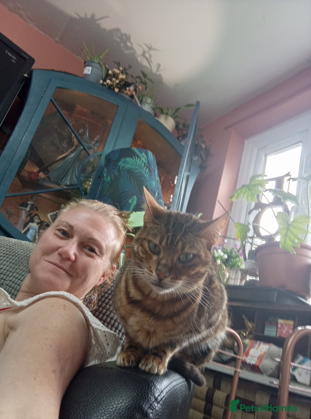 Bengal cats for sale: Bengal 3yr old Queen  - Cheetara  - Image 4