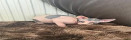 Sphynx cats for sale: sphynx kittens for sale - Advert 5