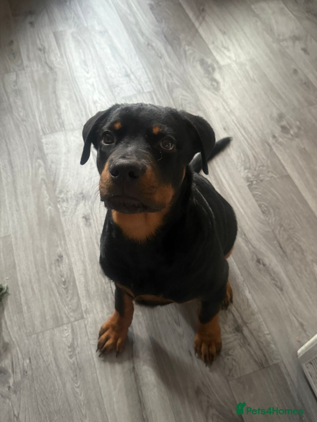 Rottweiler dogs for sale: Rottweiler for sale - Image 3