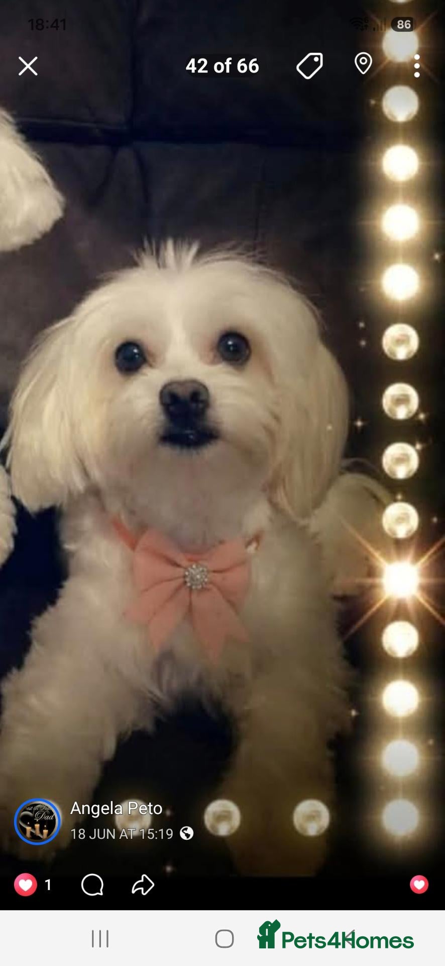 Maltese dogs ANGEL - Advert 1