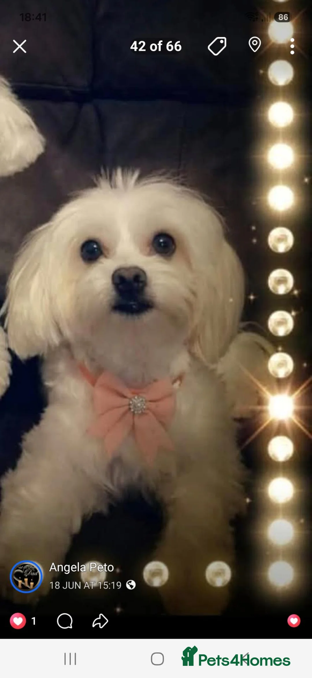 Maltese dogs for sale: ANGEL in Plymouth - Advert 1