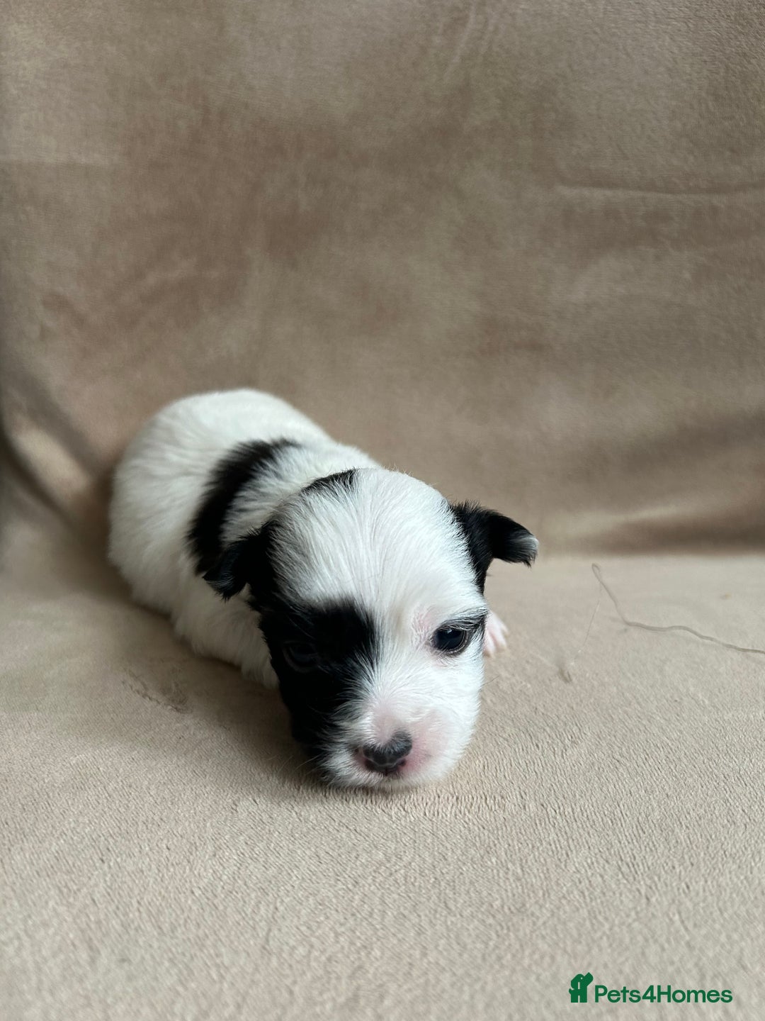 Coton De Tulear dogs for sale: Coton de Tulear puppies  - Image 2
