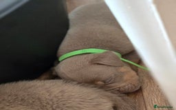 Olde English Bulldogge dogs for sale: Old english bulldoggee mammots - Image 13