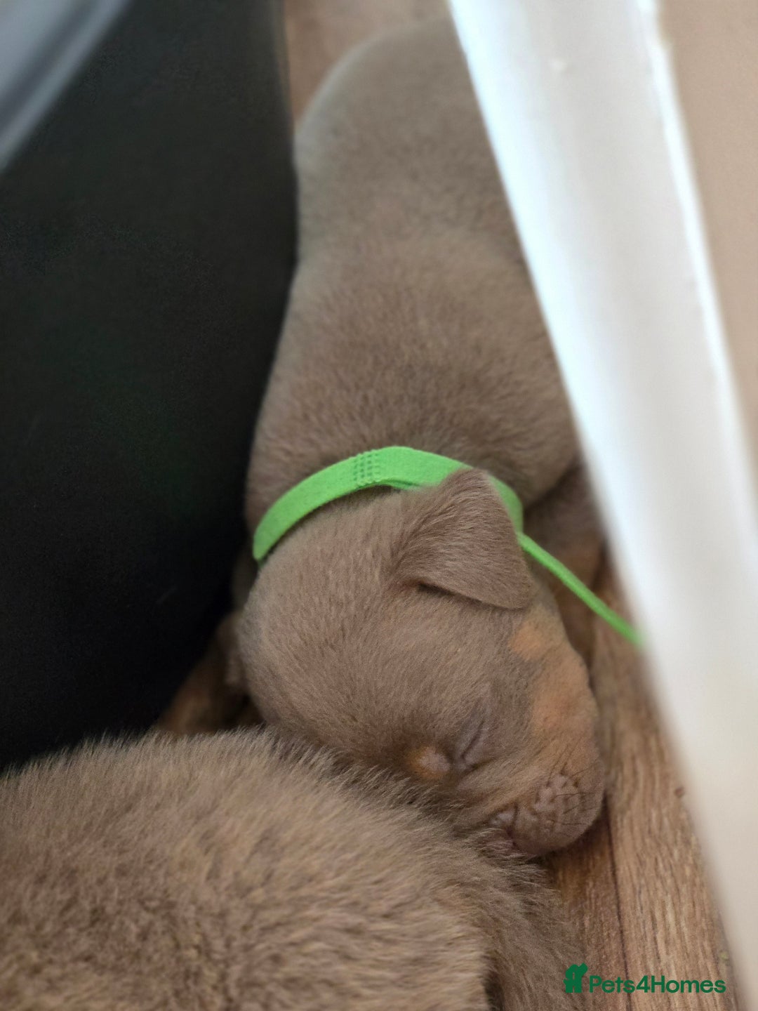 Olde English Bulldogge dogs for sale: Old english bulldoggee mammots - Image 13