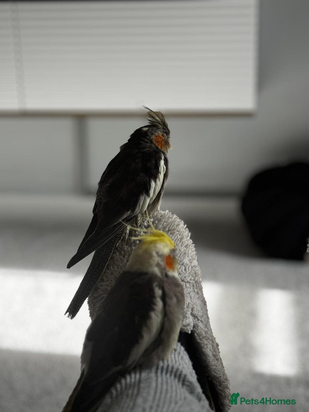 Cockatiels birds for sale: Male&female cockatiel for sale - Image 17