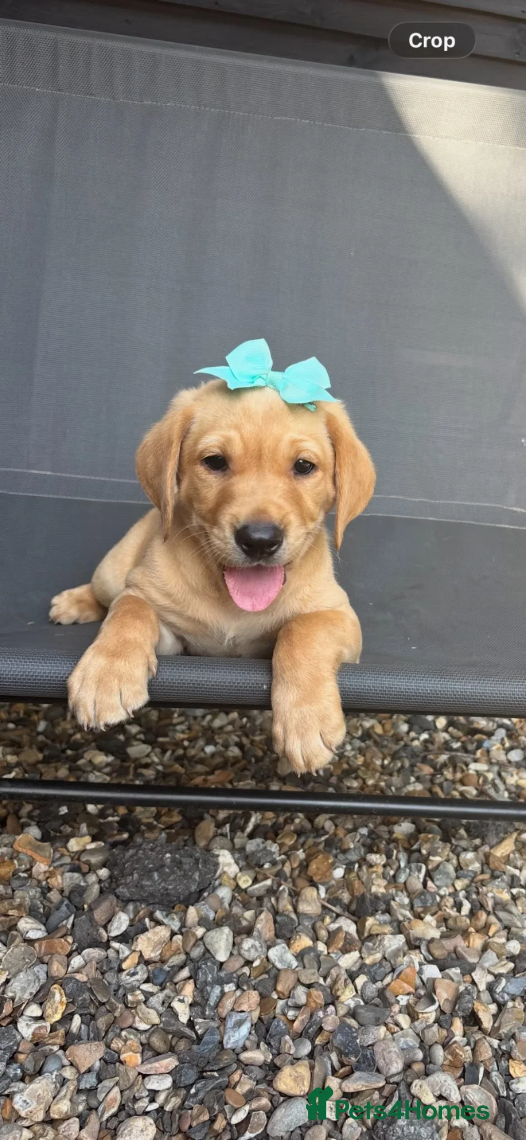 Labrador Retriever dogs for sale: Kc registered labrador puppies  - Advert 2