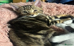 American Shorthair cats for sale: Kittens for sale - Image 2