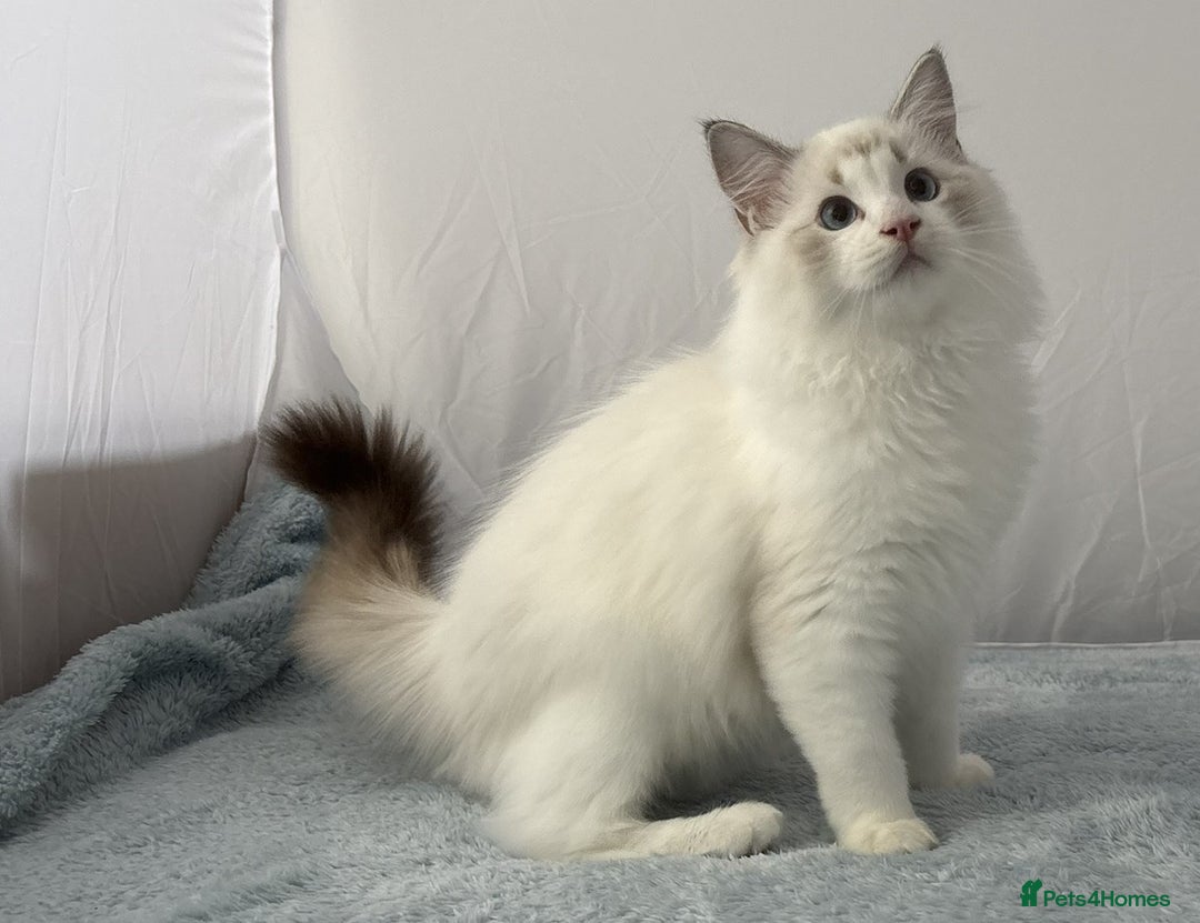 Ragdoll cats for sale: Playful Pedigree Ragdoll Kittens Available - Image 32