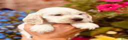 Cocker Spaniel dogs for sale: Pedigree show cocker pups, health tested parents - Advert 4