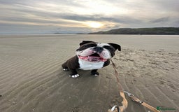 Dorset Olde Tyme Bulldogge dogs for sale: Kong (Old Tyme Bulldog) - Image 4