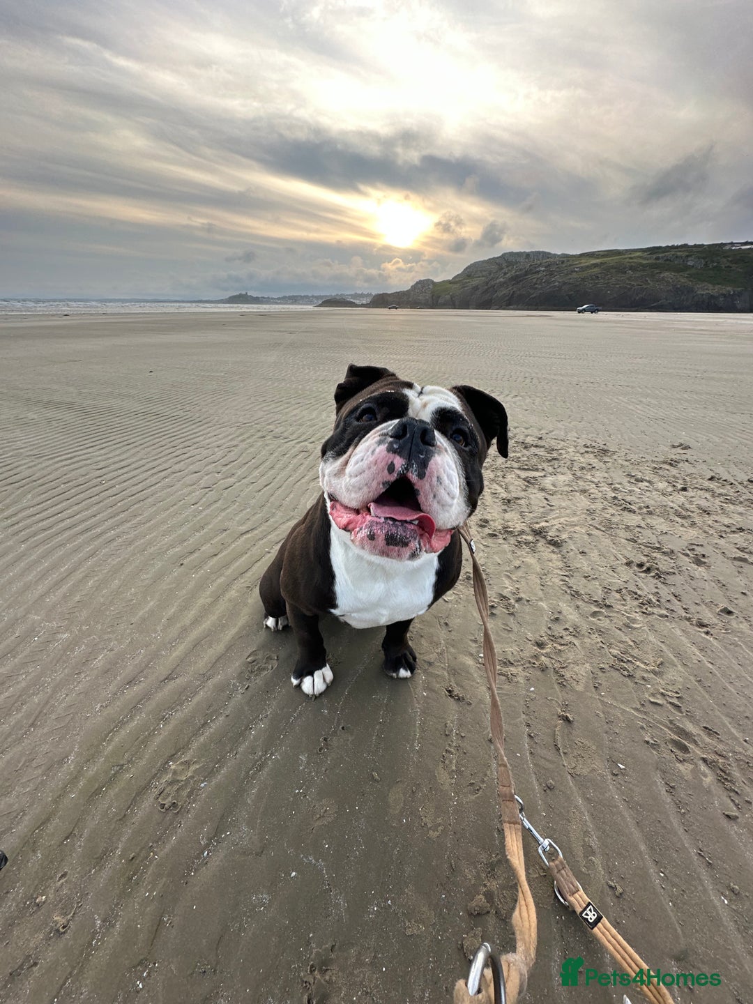 Dorset Olde Tyme Bulldogge dogs for sale: Kong (Old Tyme Bulldog) - Image 4