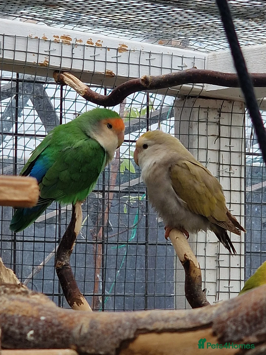 Lovebirds birds for sale: Lovebird Pairs - Advert 6