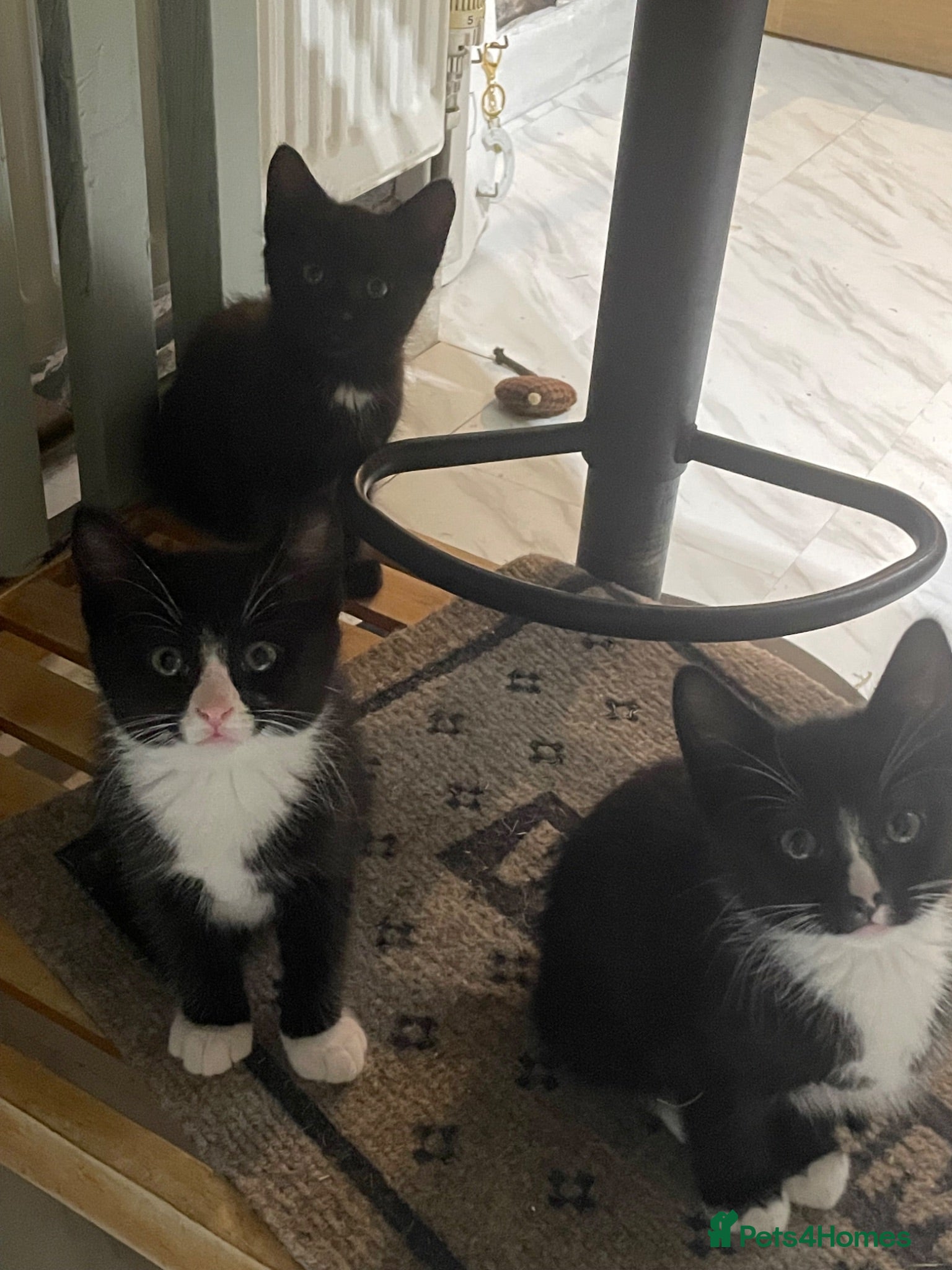 Mixed Breed cats Three beautiful & playful kittens - now ready - Advert 13