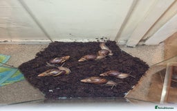 Snails invertebrates for sale: Giant African Land Snails & Tank.& Smaller snails  - Image 6