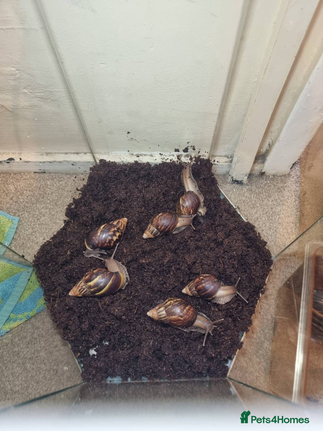 Snails invertebrates for sale: Giant African Land Snails & Tank.& Smaller snails  - Image 6