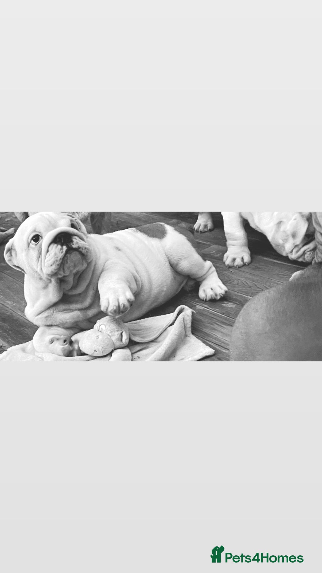 English Bulldog dogs for sale: Kc reg  1 White & Red boy only fully vaccinated  - Image 18