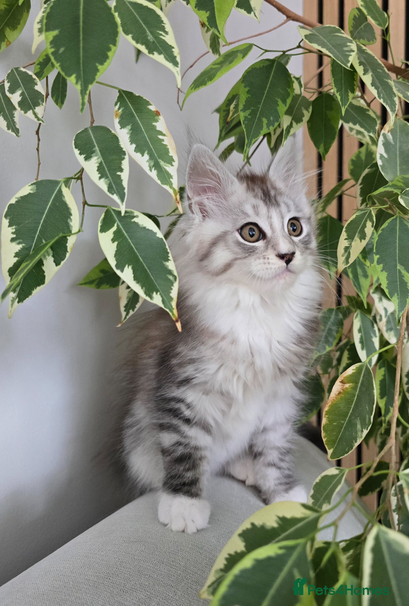 Maine Coon cats Maine coon kittens  - Advert 19