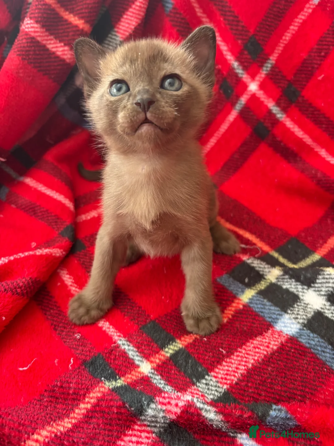 Burmese cats for sale: GCCF Pedigree Burmese kittens from East London  in Hornchurch - Advert 2