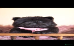 Chow Chow dogs for sale: Beautiful KC registered Chow Chow puppies  - Image 9